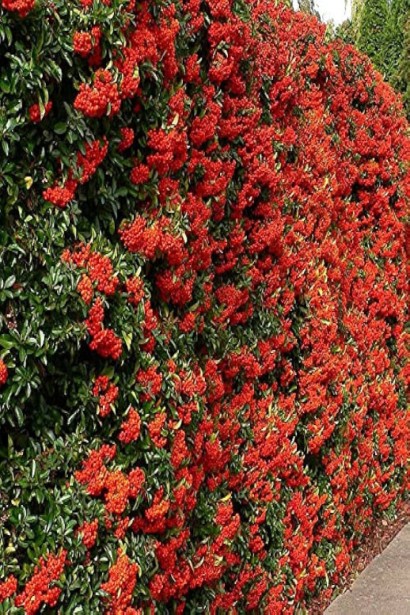 Піраканта Ред Колумн | Пираканта Ред Колумн | Pyracantha coccinea Red Column